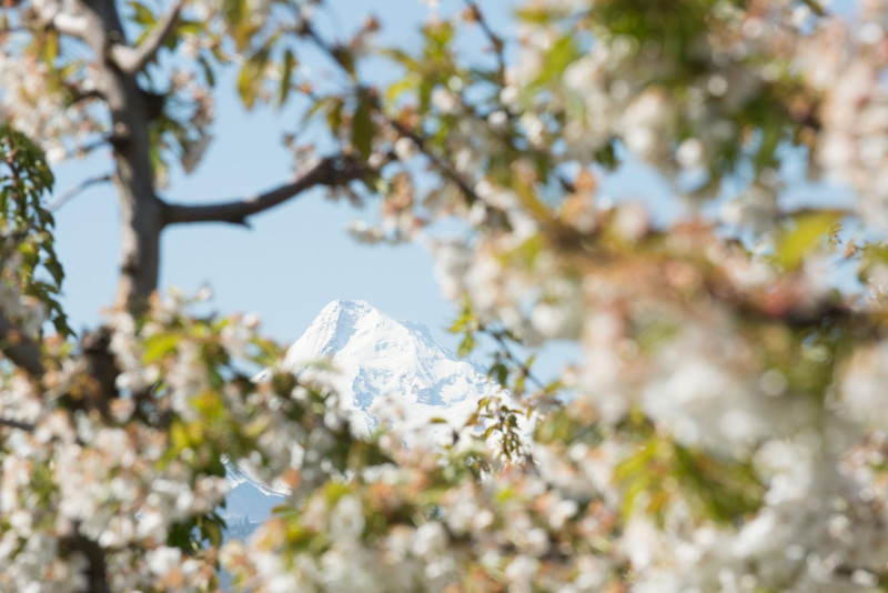 view of Mt. Hood through a cherry tree with blossoms