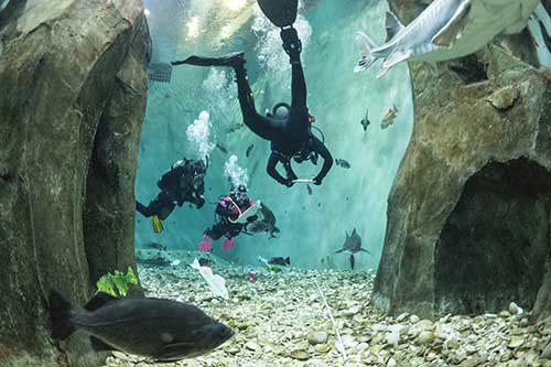 three people scuba diving surrounded by various types of fish